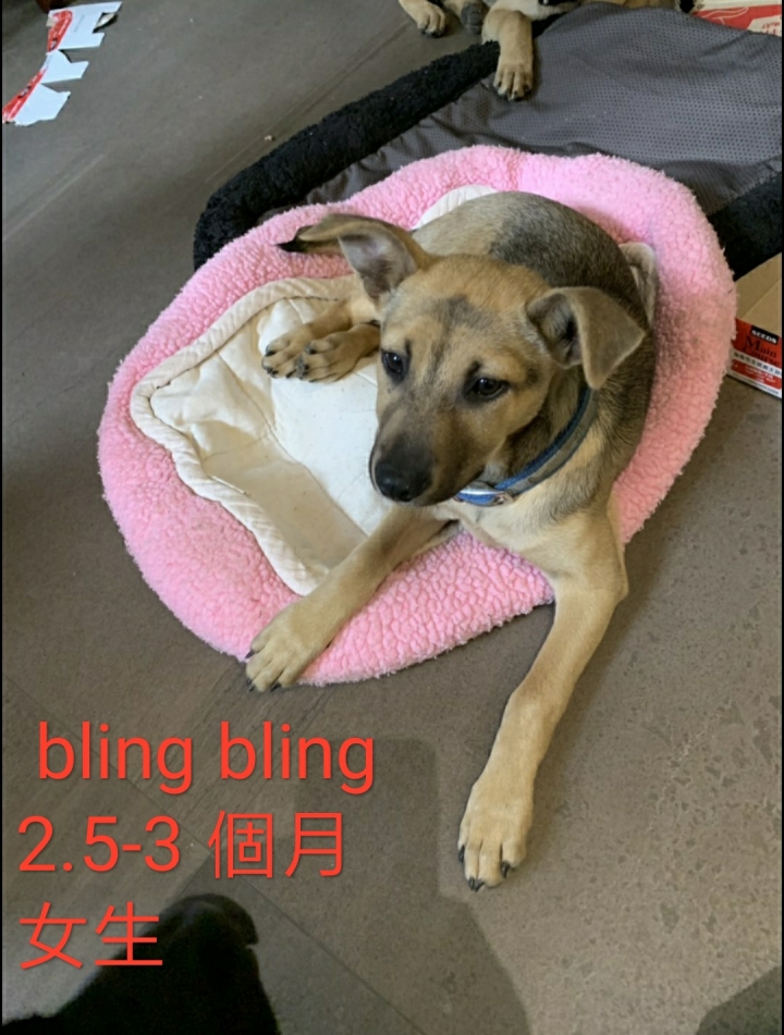 2小3大可愛狗尋找有緣新主人