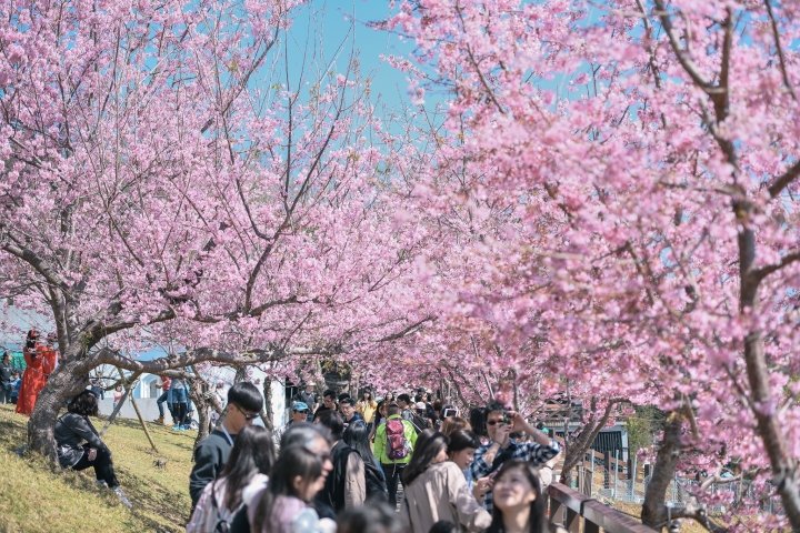 青青草原滿開櫻花樹下的羊咩咩