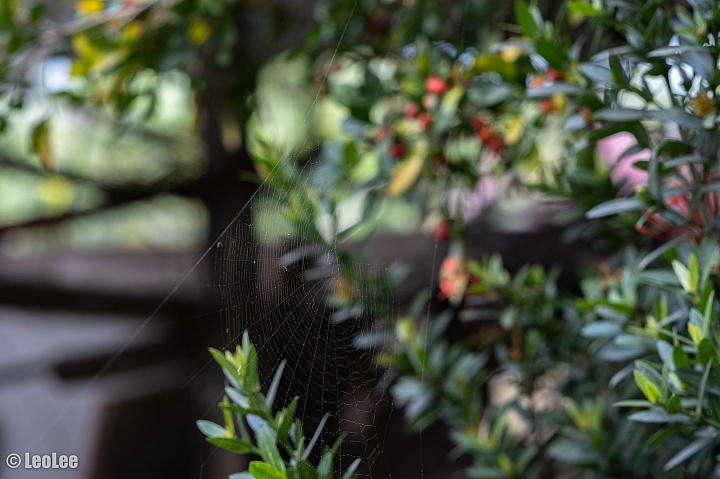 X-T3鄉間56mm初體驗