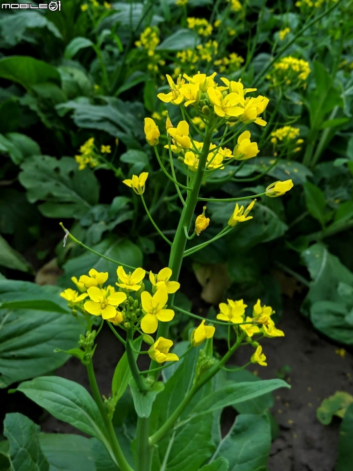 油菜花 台南市學甲區光華里 03/09