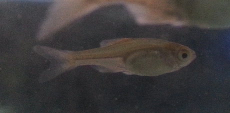 在池塘撈的小魚.這只是普通的大肚魚嗎??