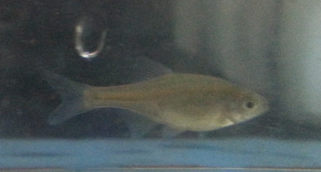 在池塘撈的小魚.這只是普通的大肚魚嗎??