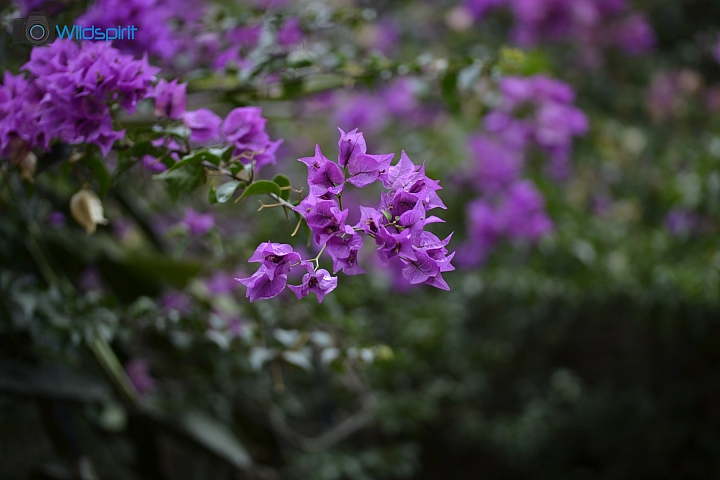 10年微距人像通吃【TAMRON SP AF 60mm F/2 DiII LD [IF] MACRO】