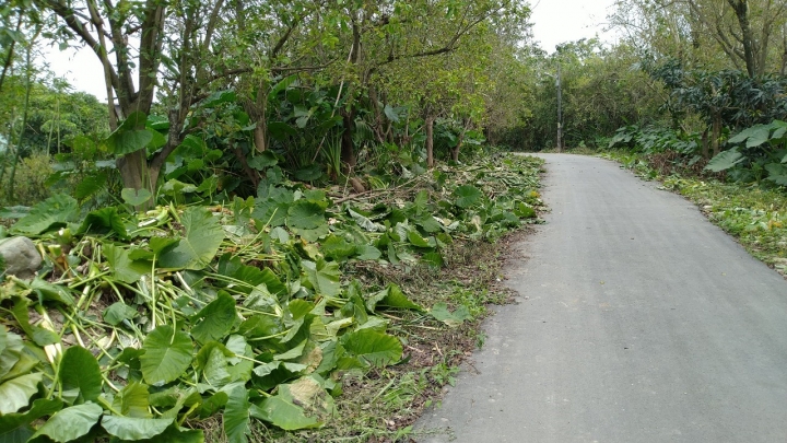 三峽河右岸自行車道-三角湧大橋至柑城橋(搶先報)