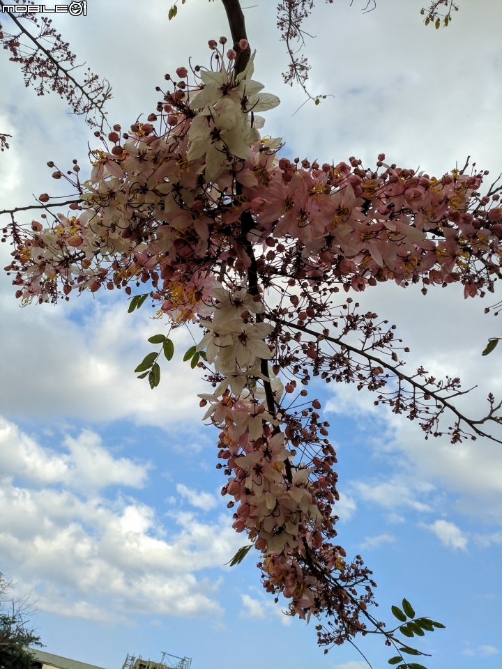 花旗木 台南市永康區忠孝運動公園 03/03