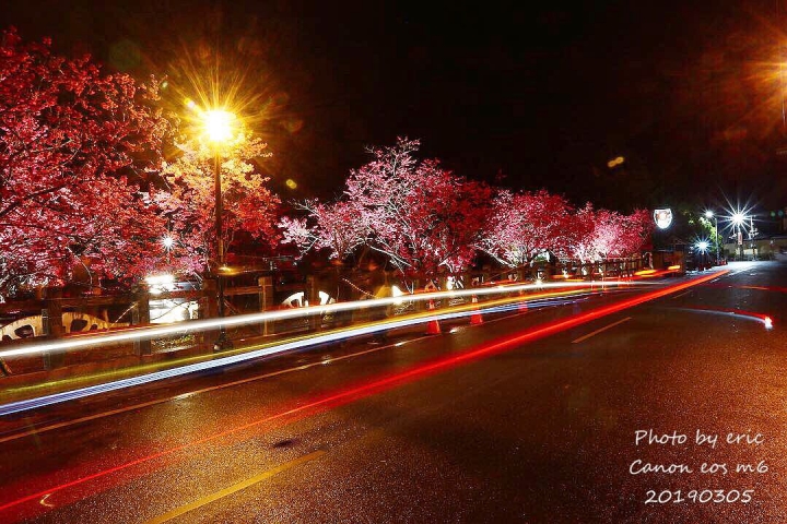 旅遊記-台中泰安 夜櫻