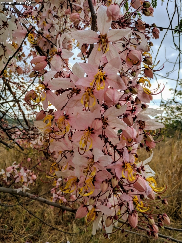 花旗木 台南市永康區忠孝運動公園 03/03