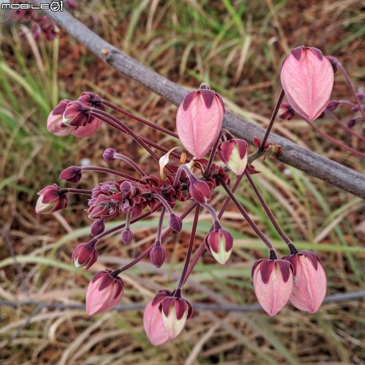 花旗木 台南市永康區忠孝運動公園 03/03