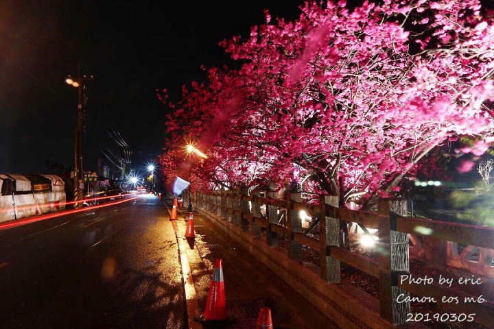 旅遊記-台中泰安 夜櫻