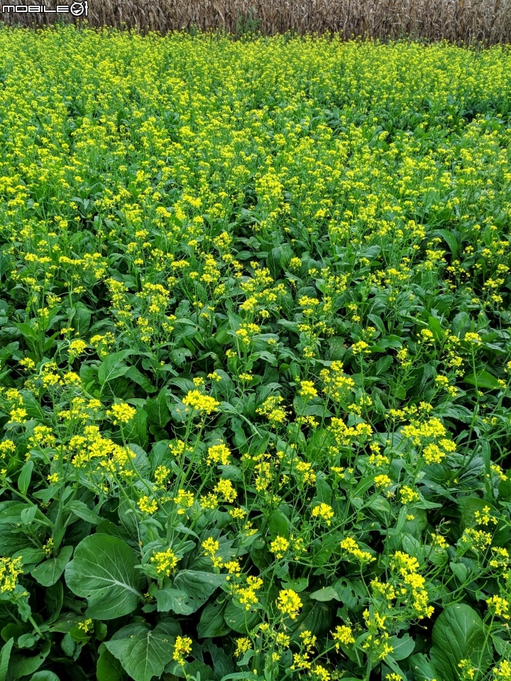 油菜花 台南市學甲區光華里 03/09