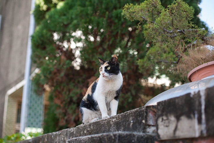 帶著 CANON 50/1.4 回南部 ２１p