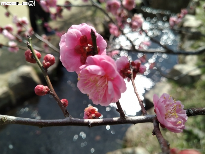 Zenfone Max Pro M2 拍照成果分享