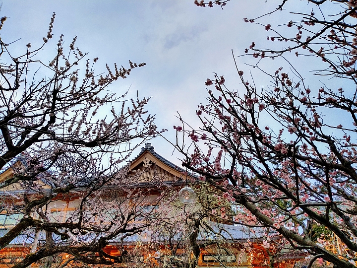 [京都]櫻花2019滿開第一發搶先看＆最新情報！拍照by iPhone XS MAX, Moto one
