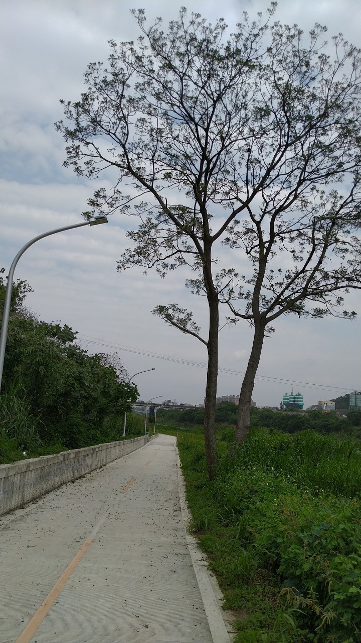 三峽河右岸自行車道-三角湧大橋至柑城橋(搶先報)