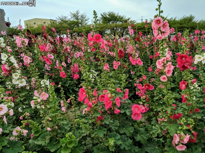 油菜花 台南市學甲區光華里 03/09