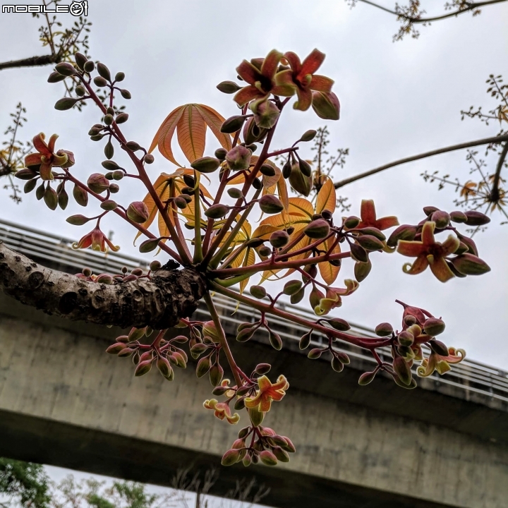 掌葉蘋婆 台南市東區林森路一段 03/17