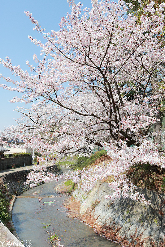 【京都】山科疏水,櫻花、油菜花與疏水道組成的美麗景色