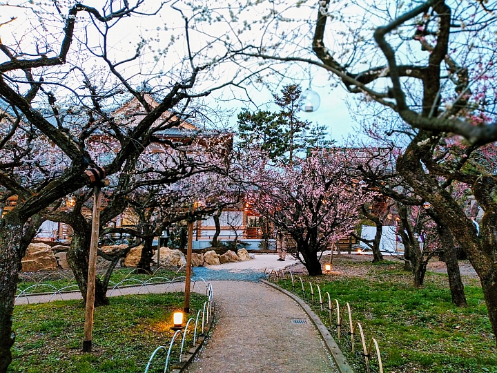 [京都]櫻花2019滿開第一發搶先看＆最新情報！拍照by iPhone XS MAX, Moto one