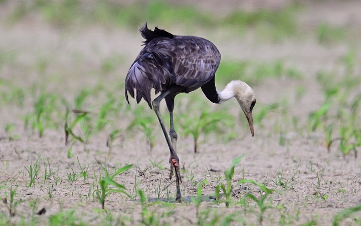 車城生態豐富，白頭鶴受到當地民眾保護照顧，選擇定點等待減少干擾是拍攝最好方式。