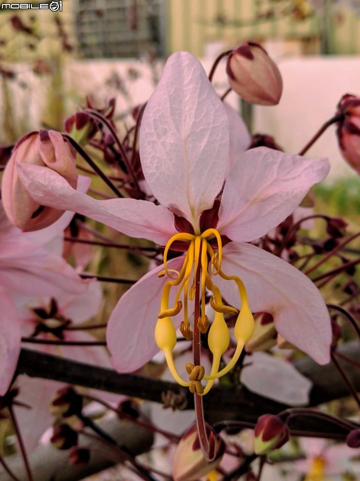 花旗木 台南市永康區忠孝運動公園 03/03