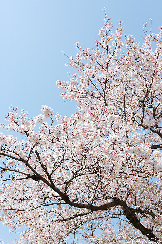 【京都】山科疏水,櫻花、油菜花與疏水道組成的美麗景色