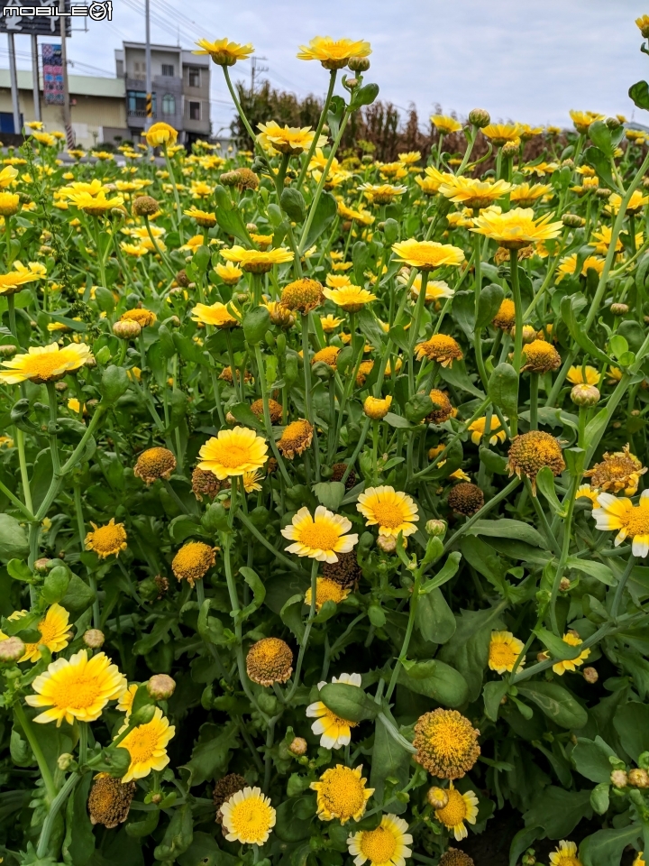 茼蒿花 台南市學甲區光華里 03/16