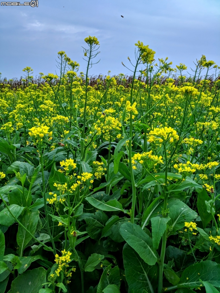 油菜花 台南市學甲區光華里 03/09