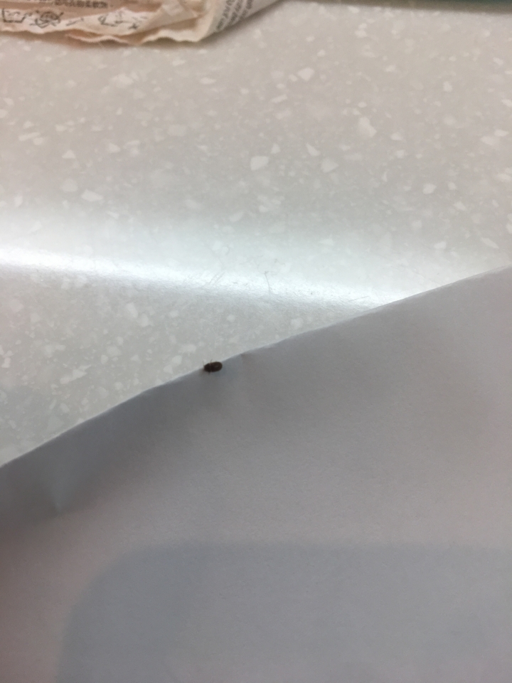 這是什麼蟲、家中最近每日都會看到