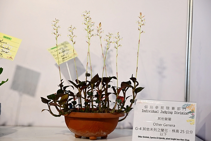 38婦女節快樂，歡迎大家來台南後壁區參觀2019台灣國際蘭展。