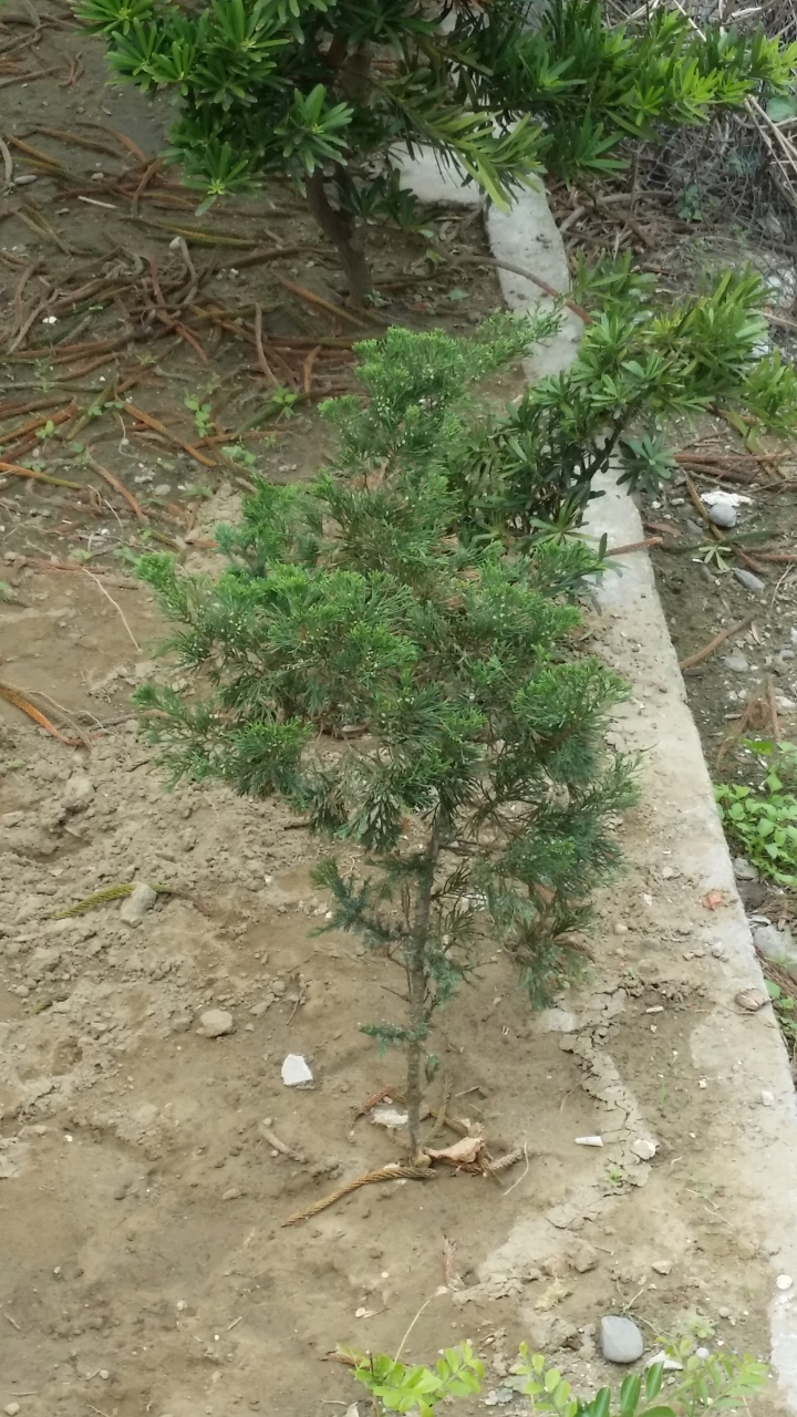 家後方被種植植物