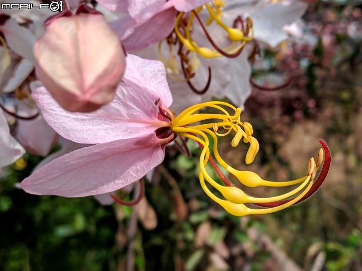 花旗木 台南市永康區忠孝運動公園 03/03