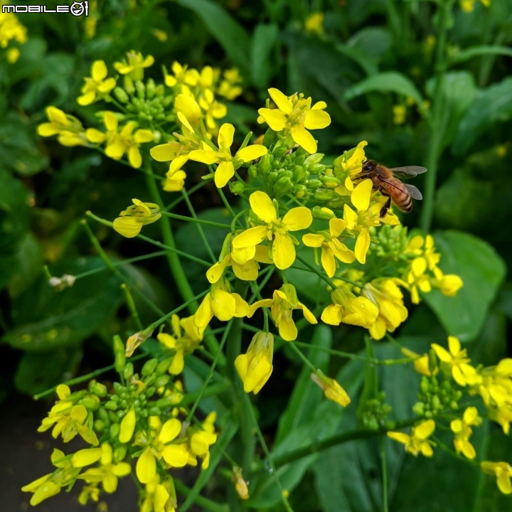 油菜花 台南市學甲區光華里 03/09