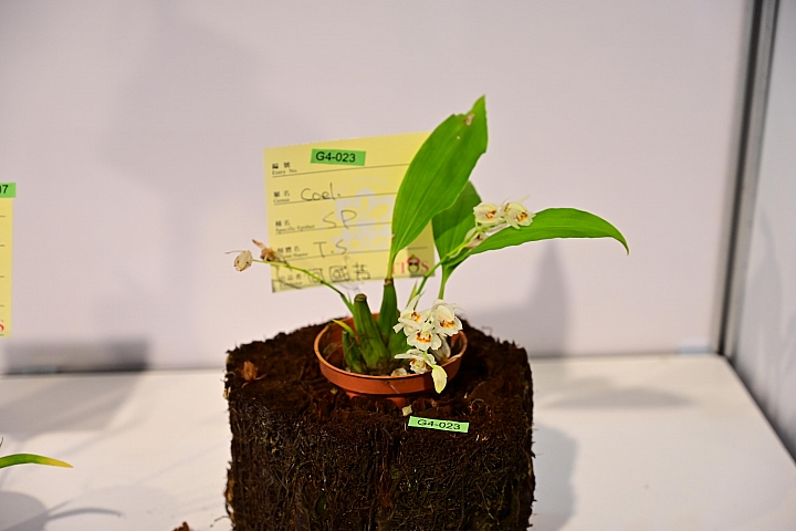 38婦女節快樂，歡迎大家來台南後壁區參觀2019台灣國際蘭展。