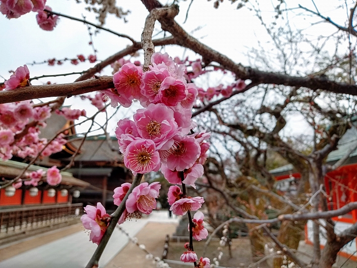 [京都]櫻花2019滿開第一發搶先看＆最新情報！拍照by iPhone XS MAX, Moto one