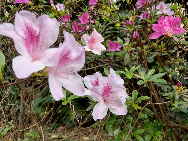 台大校園杜鵑花季~HTC U12+攝影