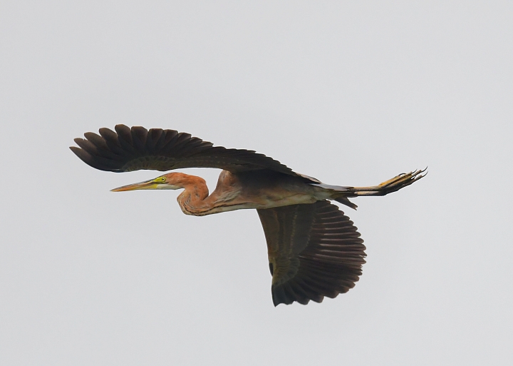 在林邊崎峰找尋紫鷺，拍到了長出繁殖羽的黑面琵鷺。