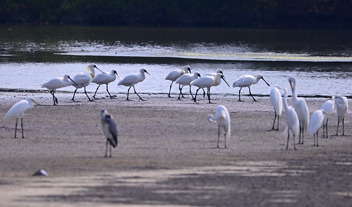 在林邊崎峰找尋紫鷺，拍到了長出繁殖羽的黑面琵鷺。