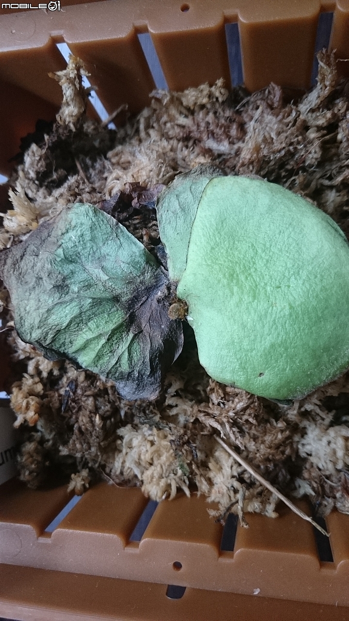 巨獸鹿角蕨葉子變黑?