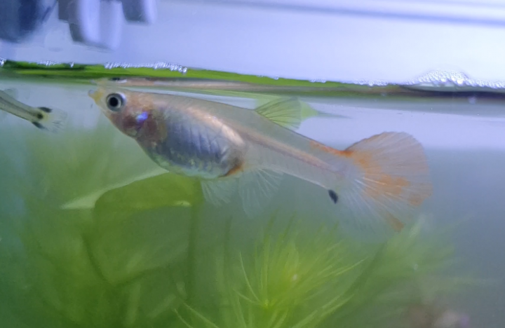 請問孔雀魚這樣怎麼了?