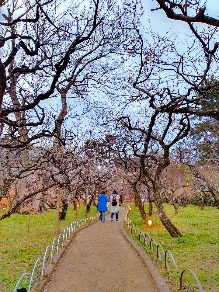 [京都]櫻花2019滿開第一發搶先看＆最新情報！拍照by iPhone XS MAX, Moto one