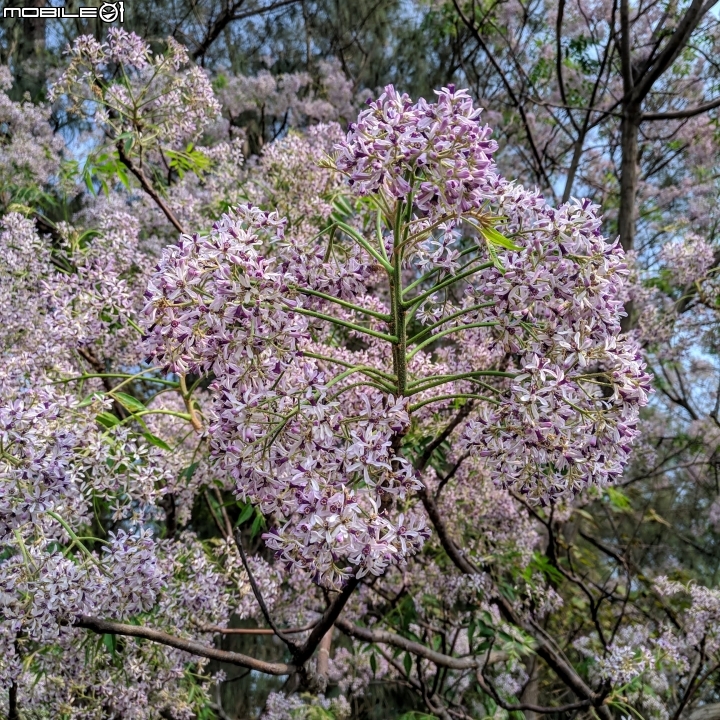 苦楝木 台南市安平區洲安一街 03/17