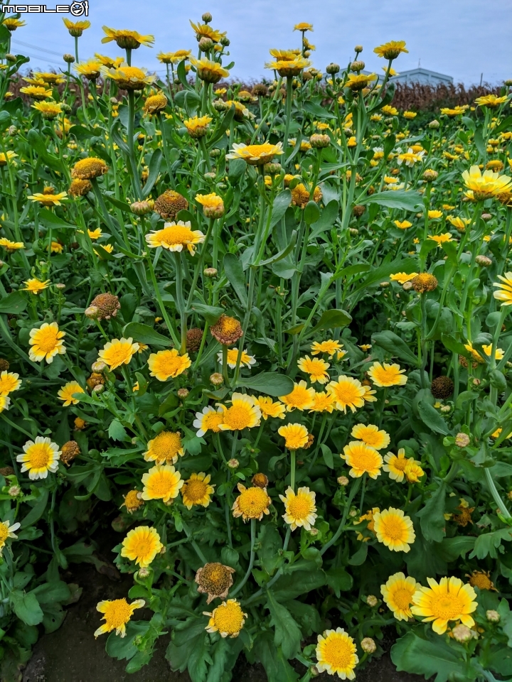茼蒿花 台南市學甲區光華里 03/16