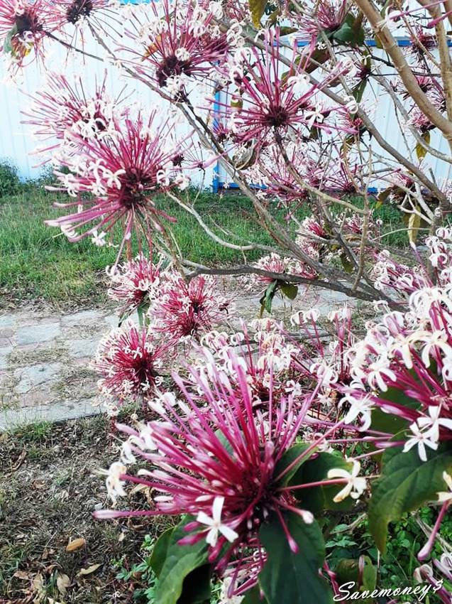潭雅神綠園道｜S彎道逍遙鐵馬行,春光明媚賞花去 - 達人Emily的播報台