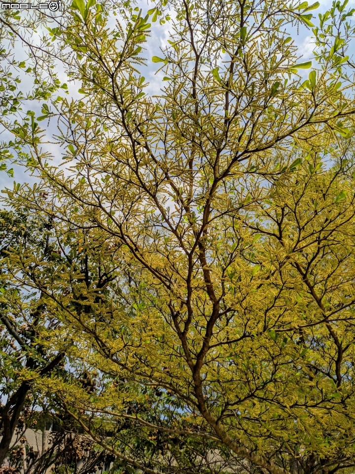 小葉欖仁 台南市安平區城平路 03/10