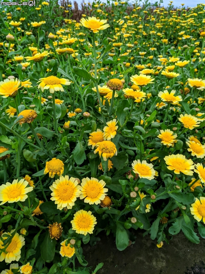 茼蒿花 台南市學甲區光華里 03/16