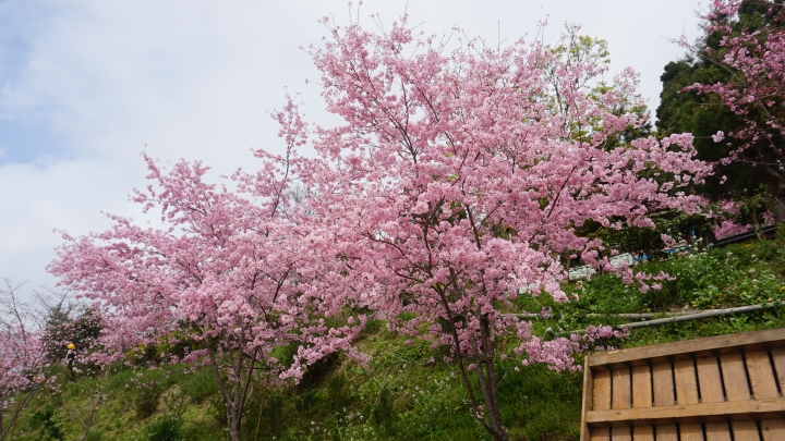 新手請益 A5100 風景適用鏡頭