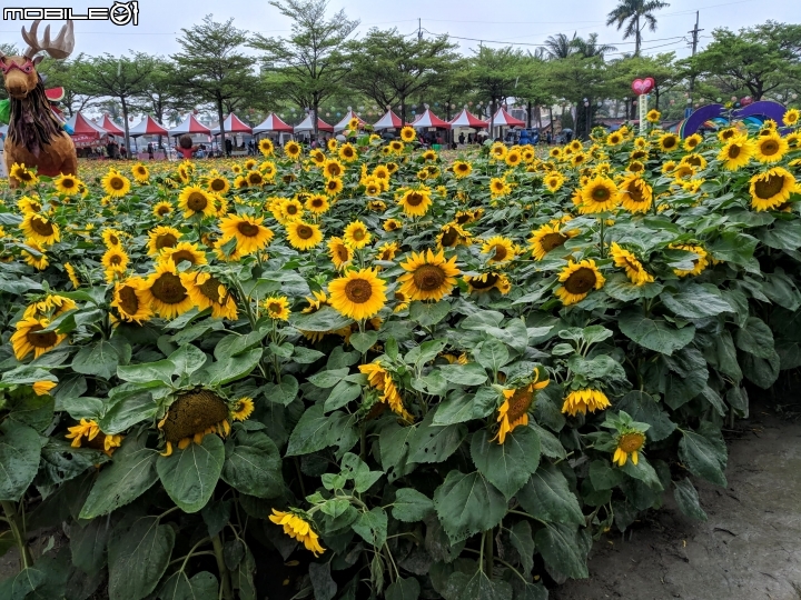 油菜花 台南市學甲區光華里 03/09