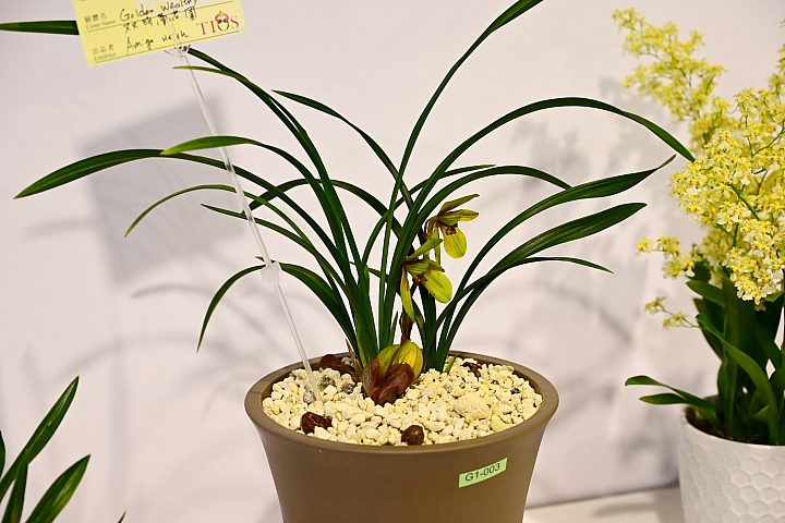 38婦女節快樂，歡迎大家來台南後壁區參觀2019台灣國際蘭展。