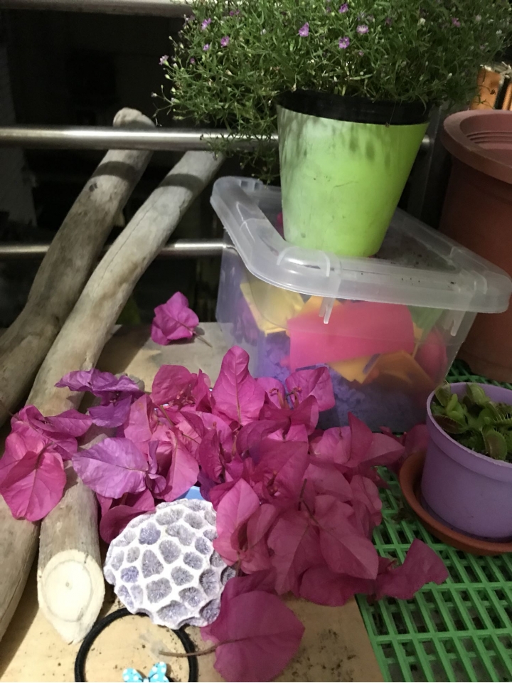 九重葛怎麼了？葉子下垂，花兒狂掉