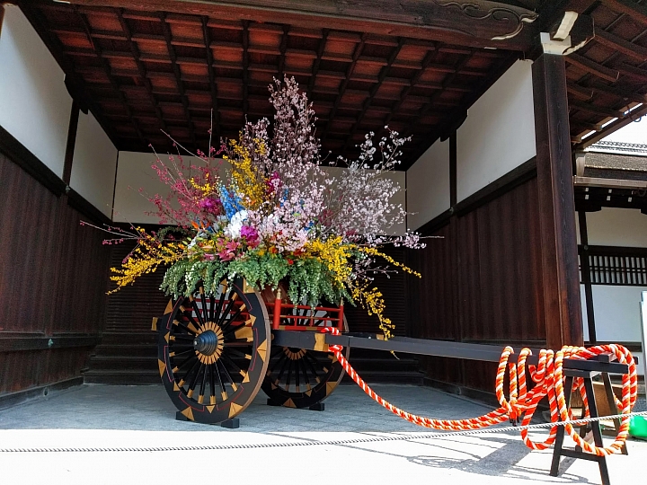 [京都]櫻花2019滿開第一發搶先看＆最新情報！拍照by iPhone XS MAX, Moto one